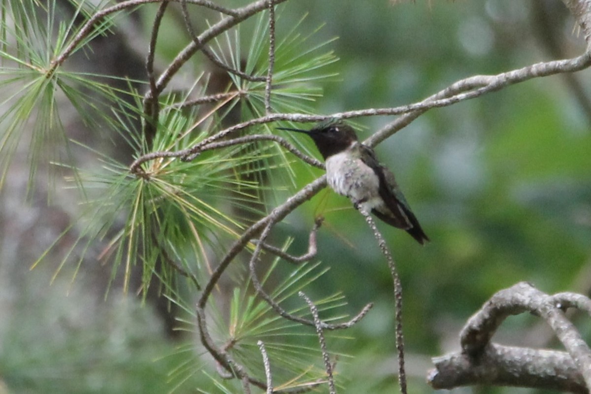 Yakut Boğazlı Kolibri - ML638499103