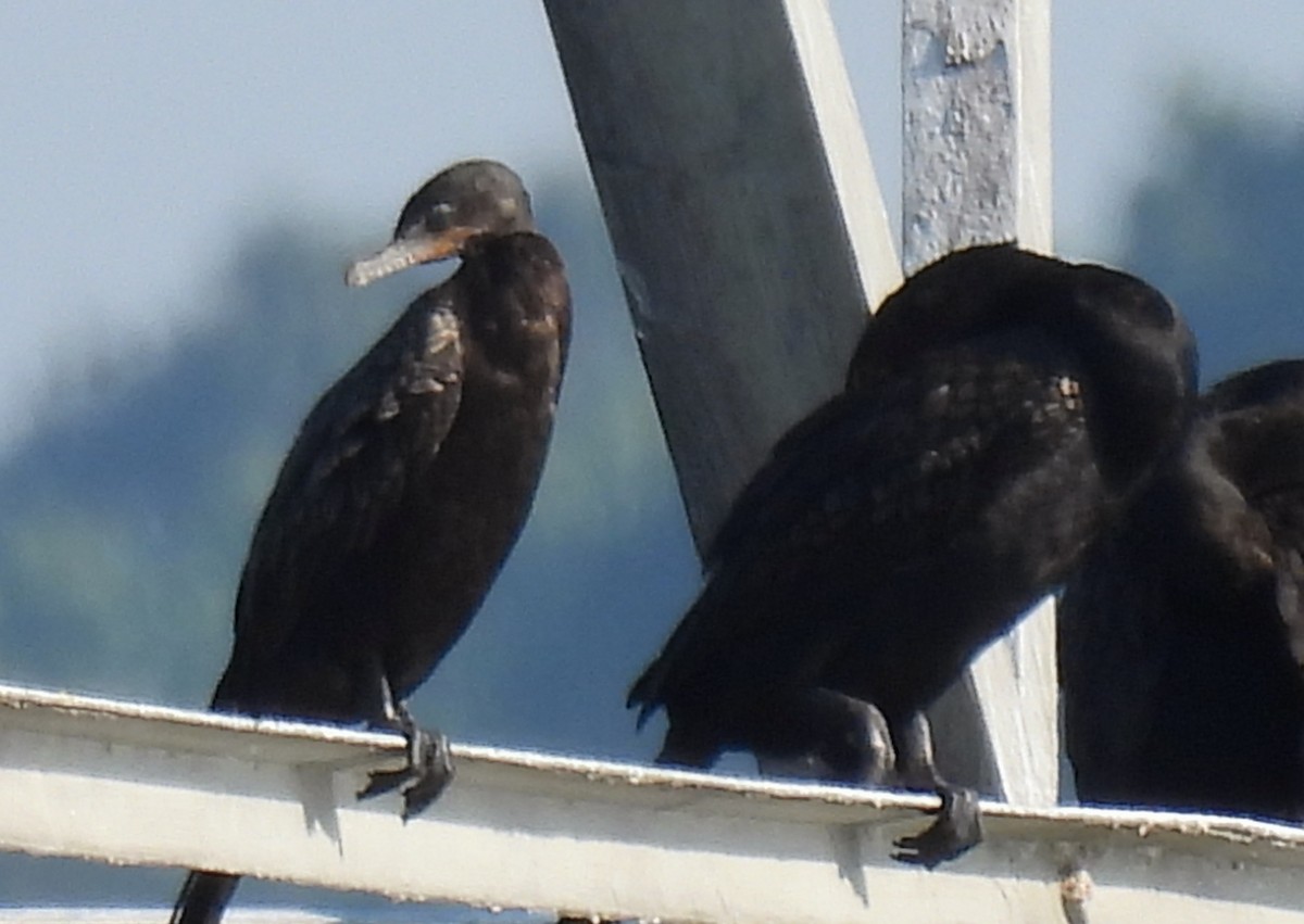 Neotropic Cormorant - ML638499112