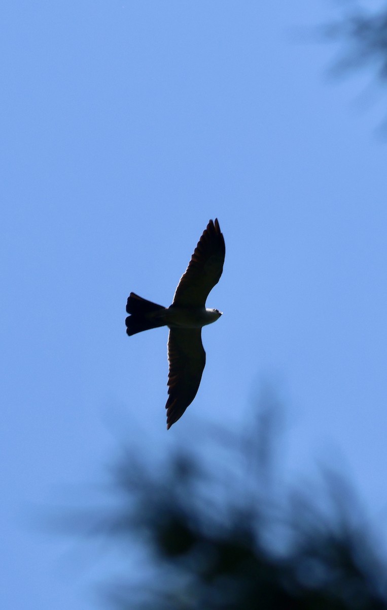 iktinie mississippská - ML638499156