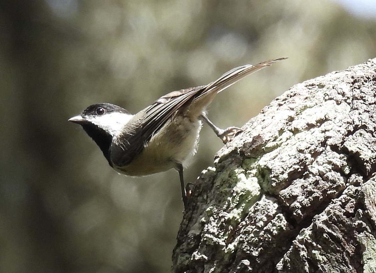 Carolina Chickadee - ML638499161