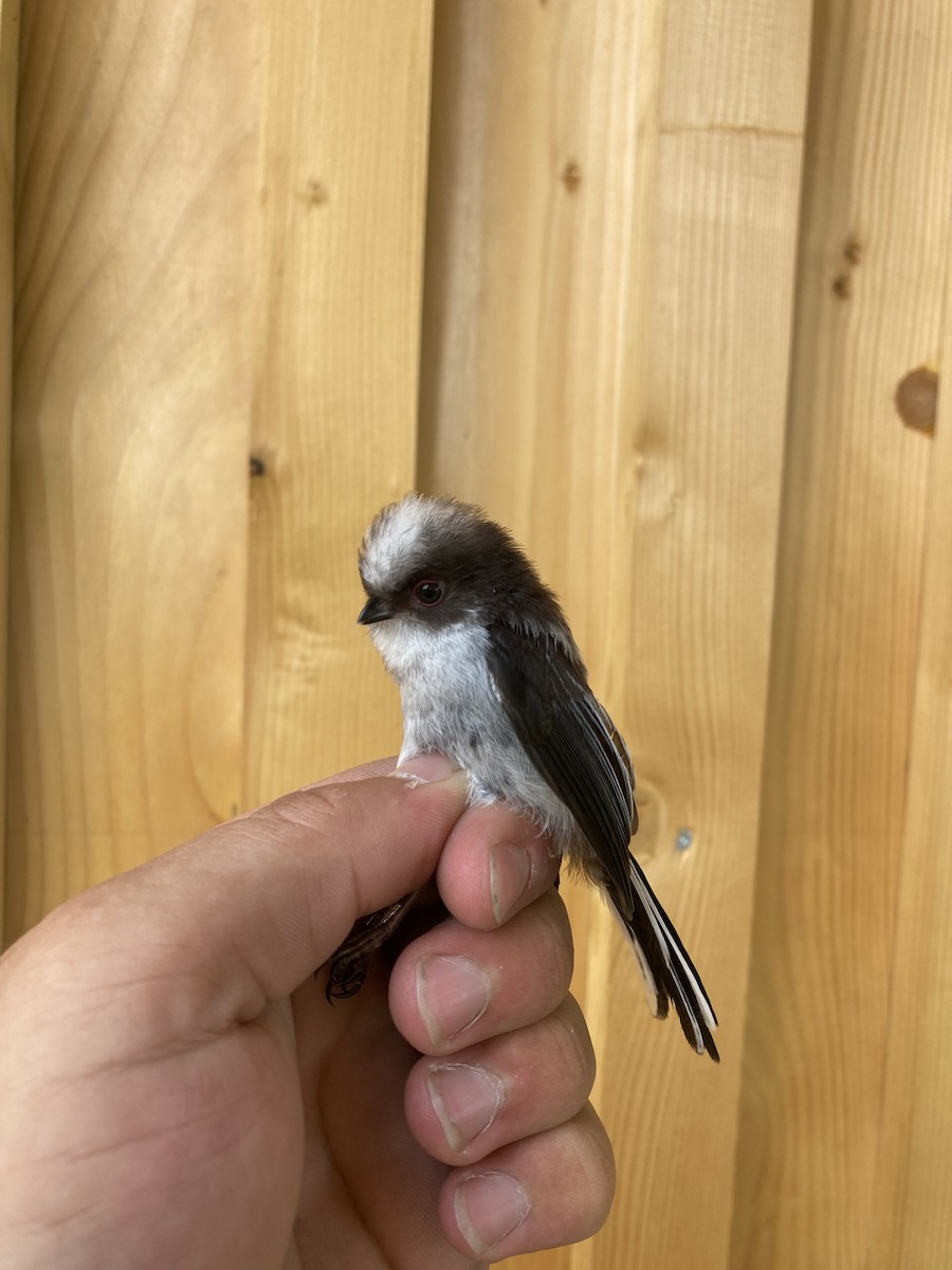 Long-tailed Tit - ML638499226