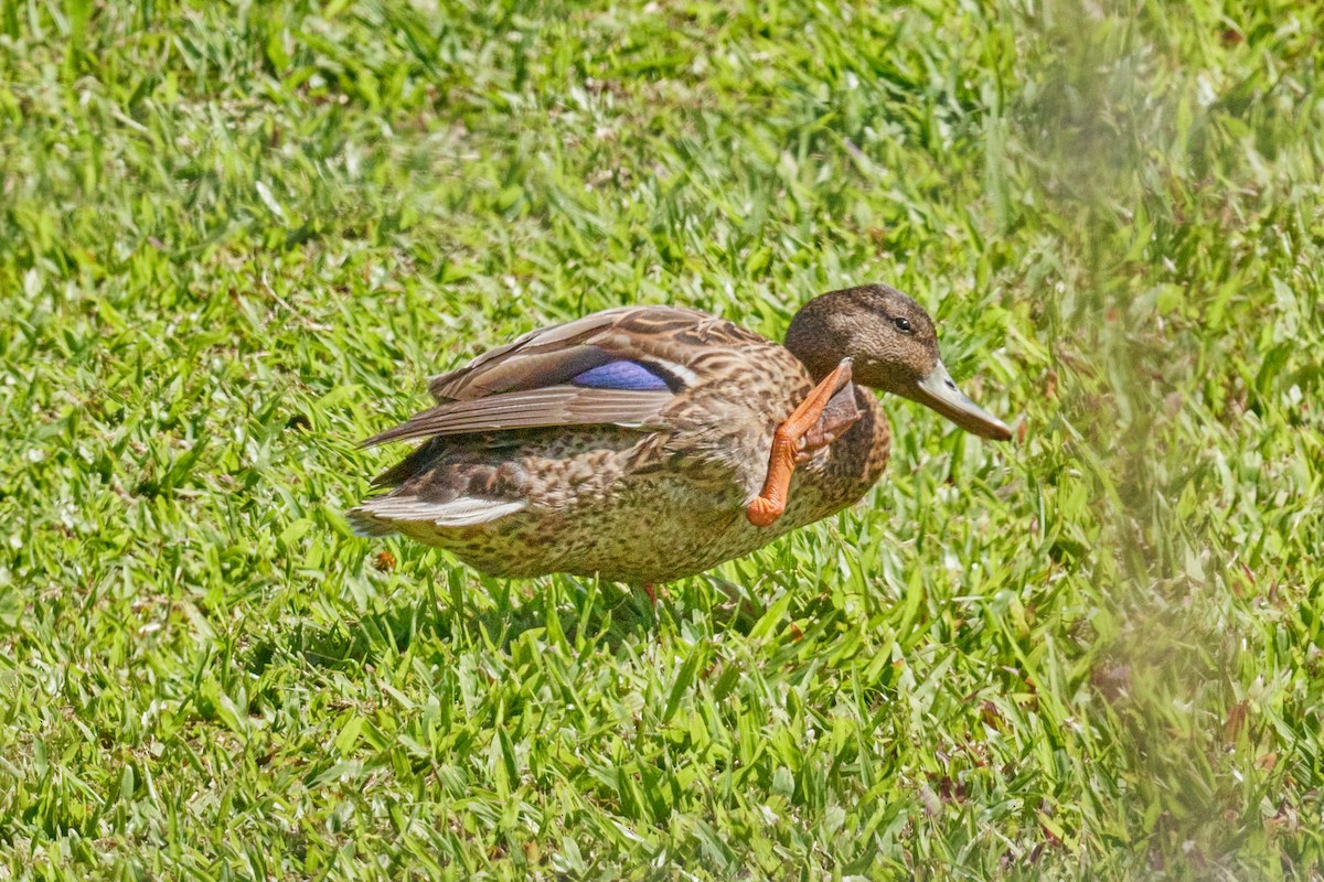 Hawaiian Duck - ML638499233