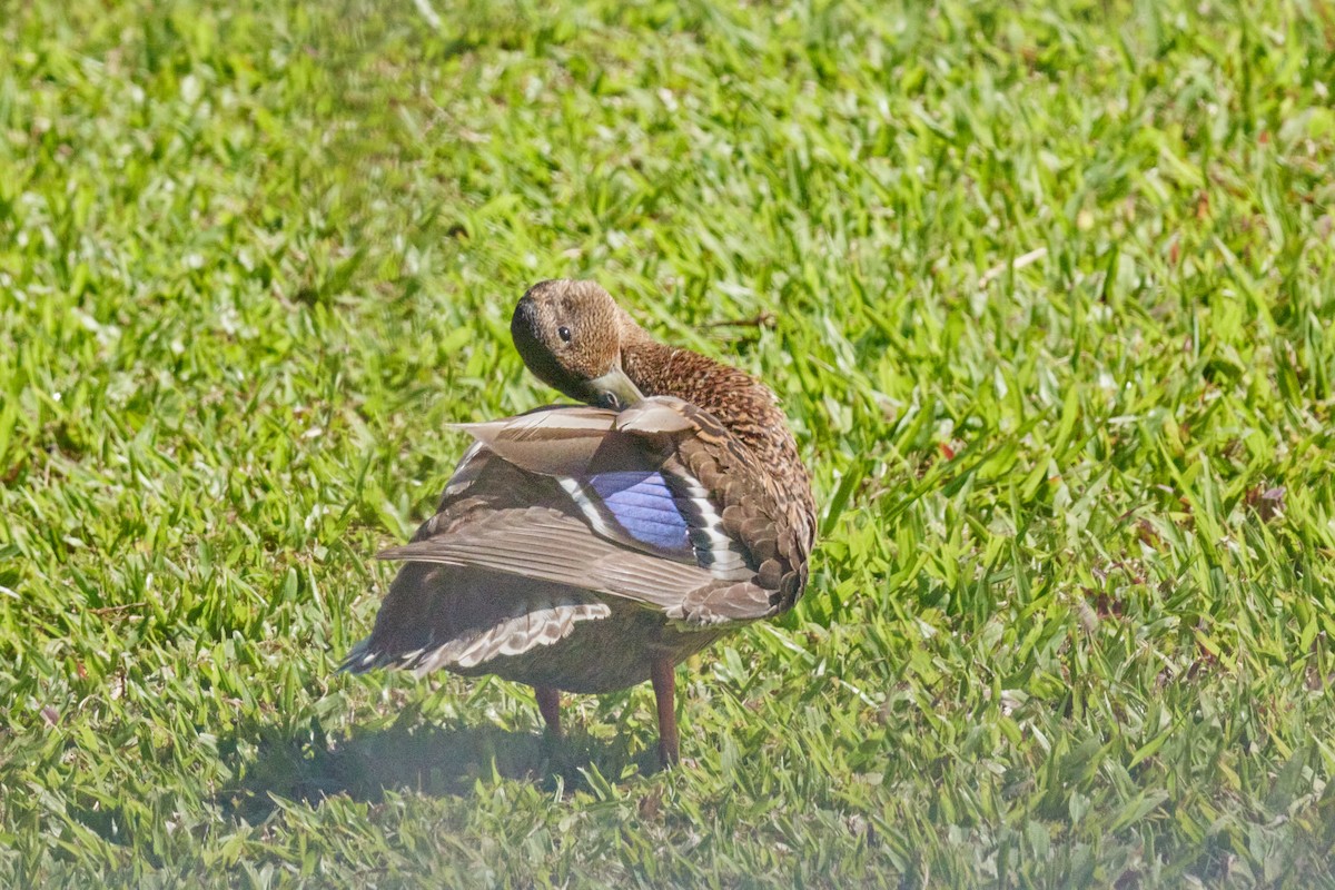 Hawaiian Duck - ML638499235