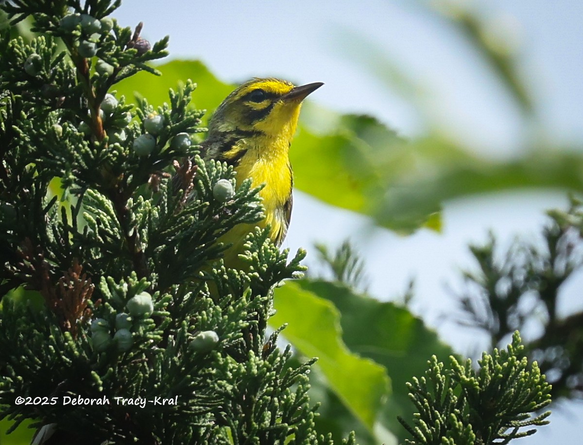 Prairie Warbler - ML638499260