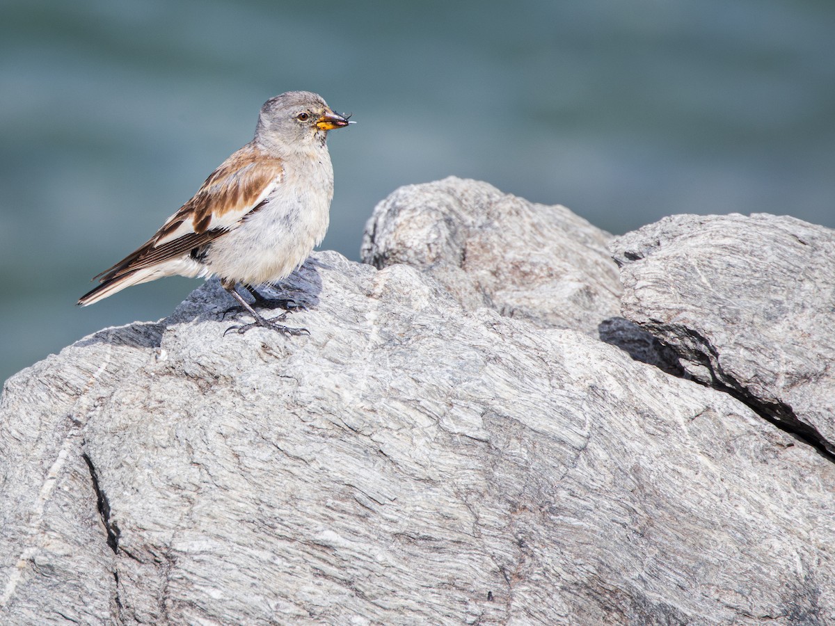 White-winged Snowfinch - ML638499261
