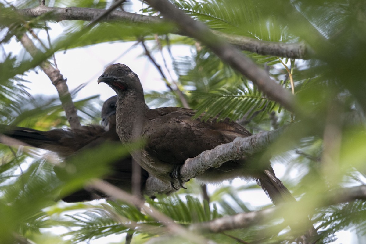Plain Chachalaca - ML638499305