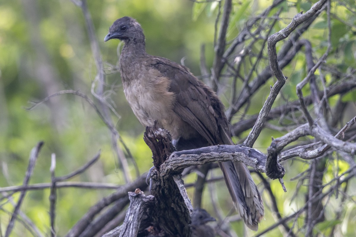 Plain Chachalaca - ML638499306