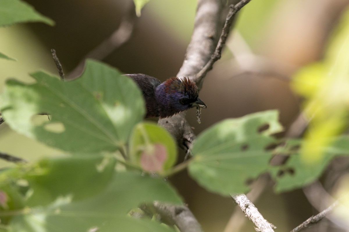 Varied Bunting - ML638499324