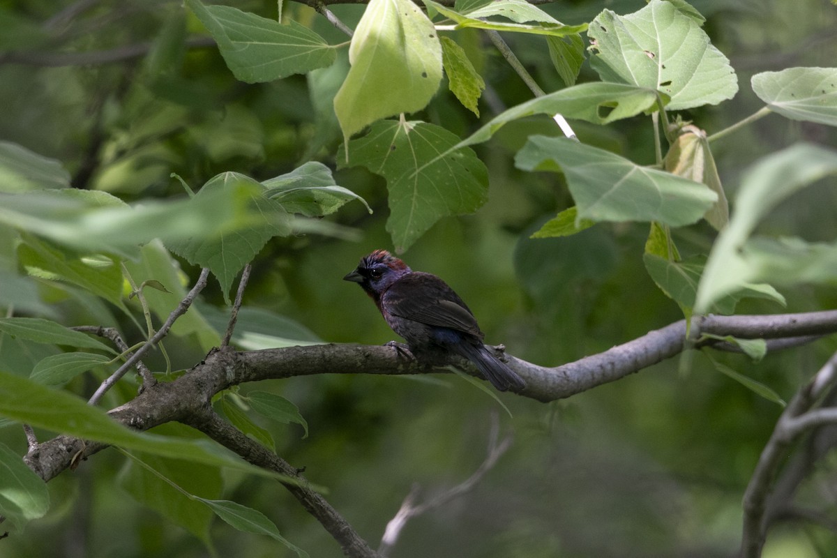 Varied Bunting - ML638499327