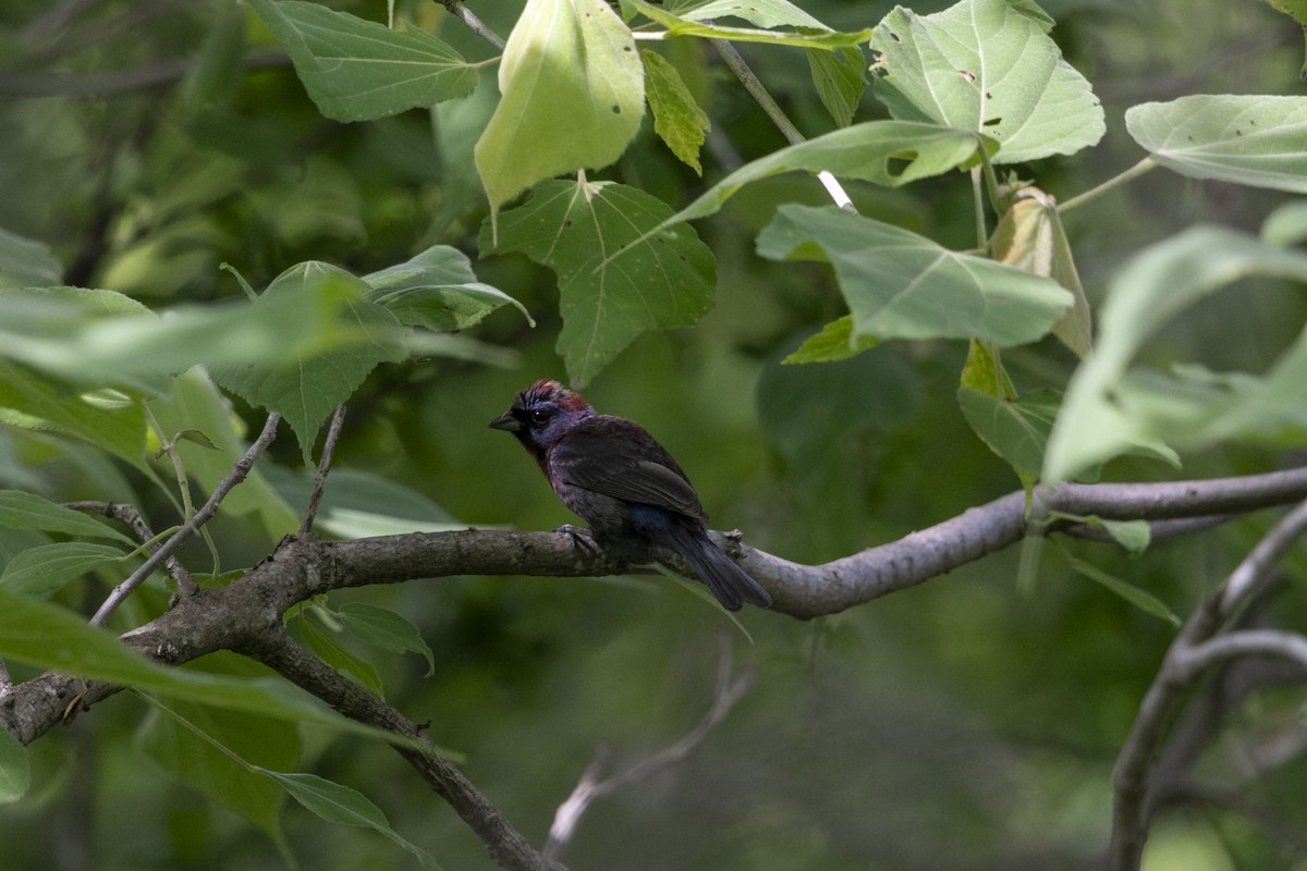 Varied Bunting - ML638499328