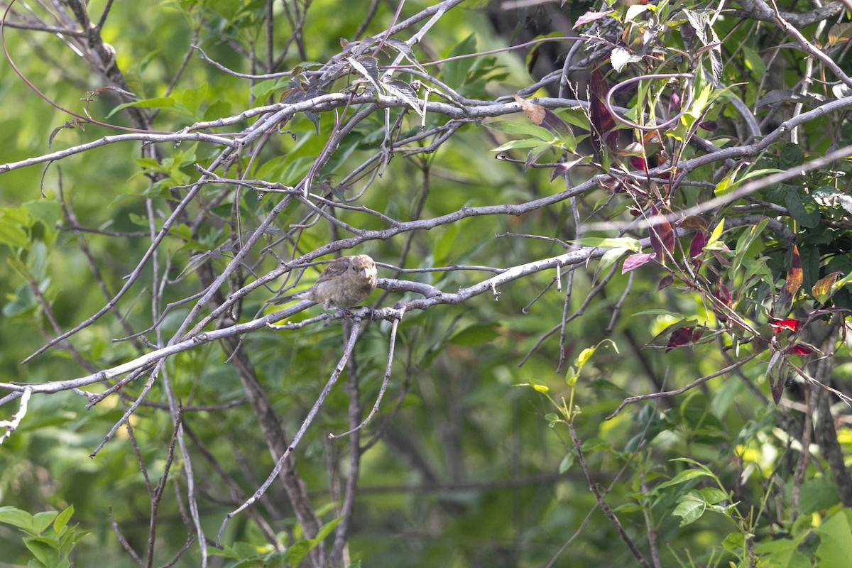 Varied Bunting - ML638499329