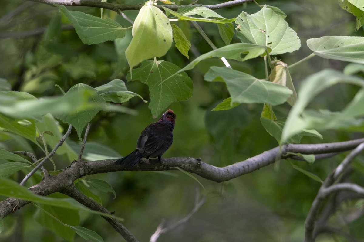 Varied Bunting - ML638499330