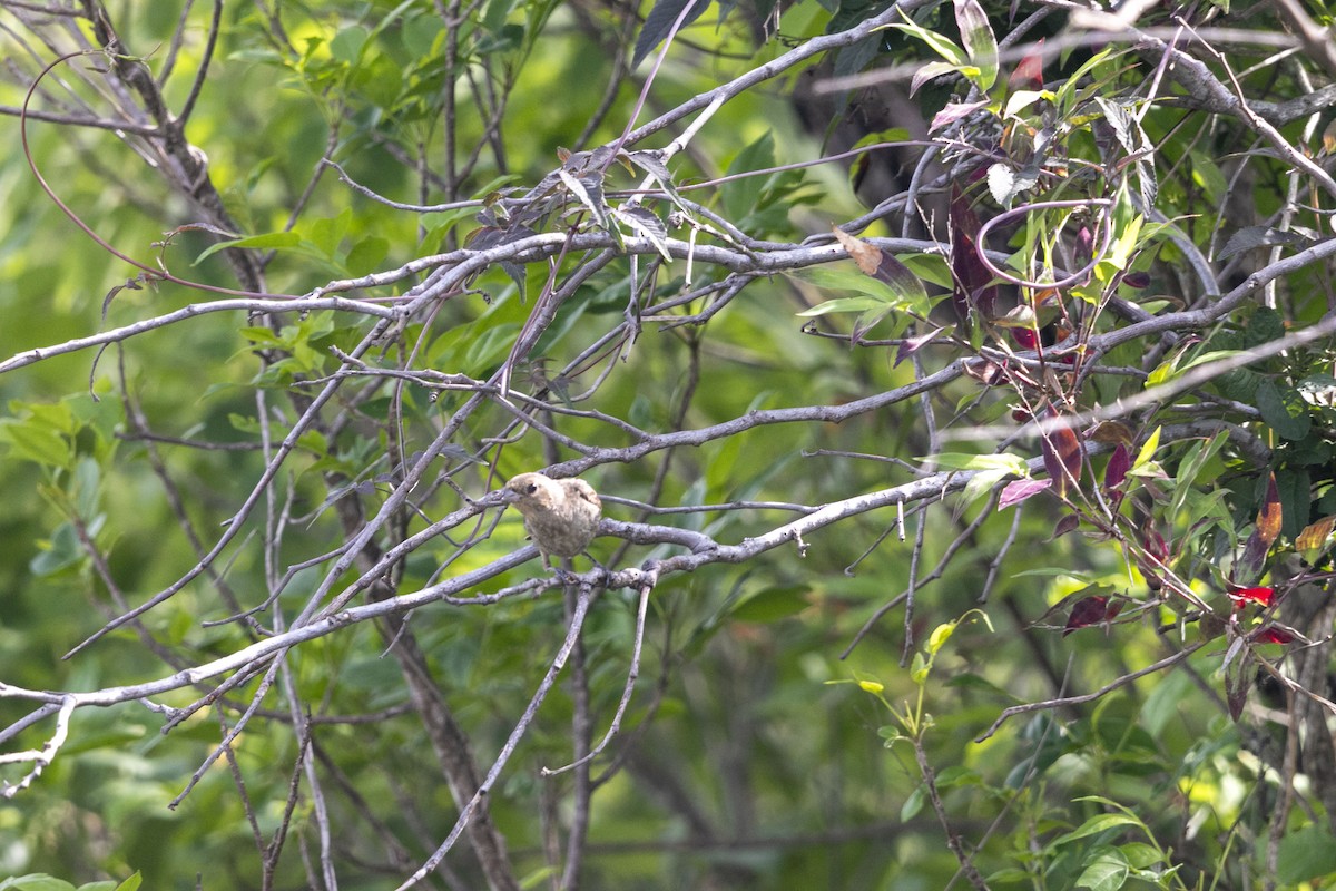 Varied Bunting - ML638499331