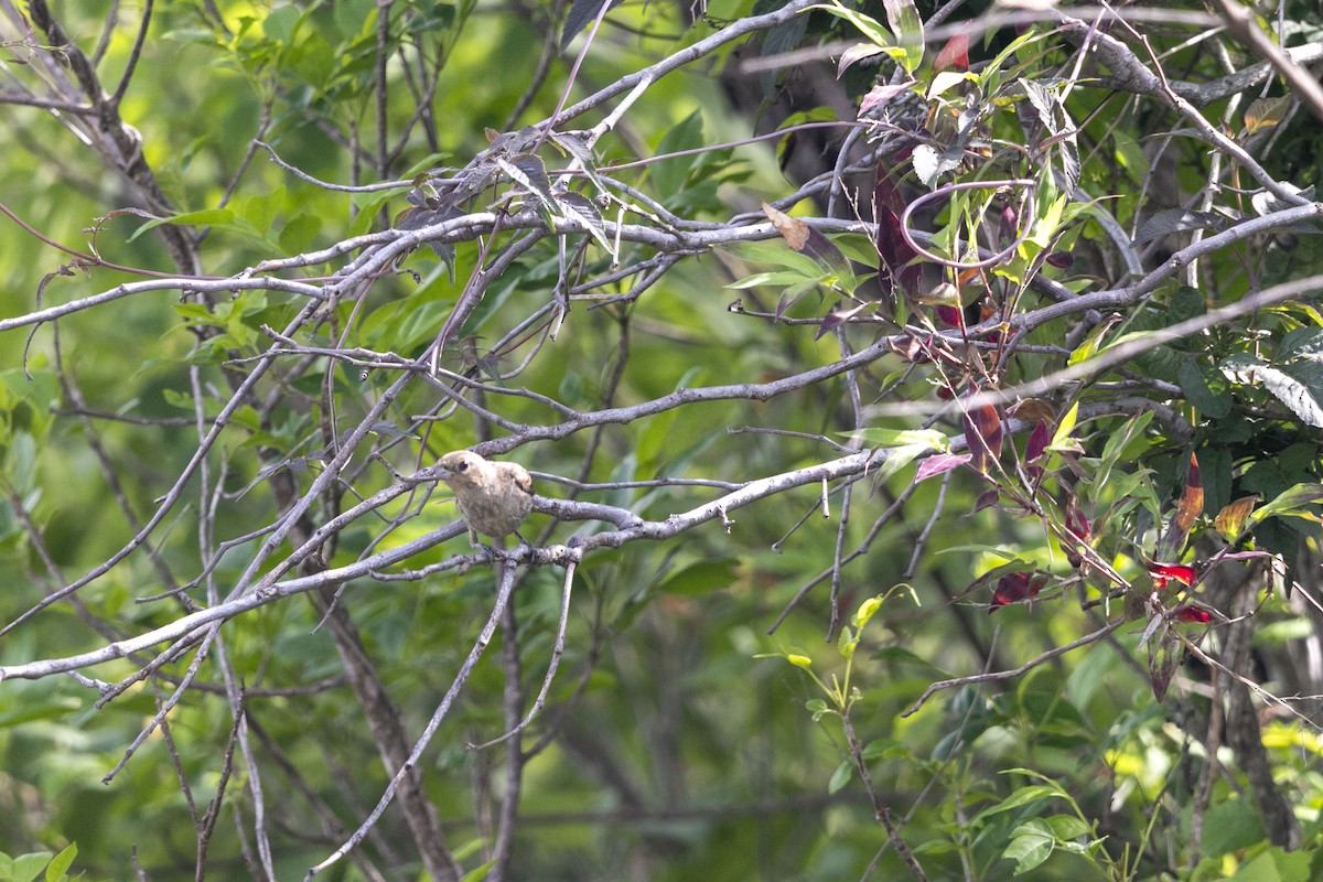 Varied Bunting - ML638499332