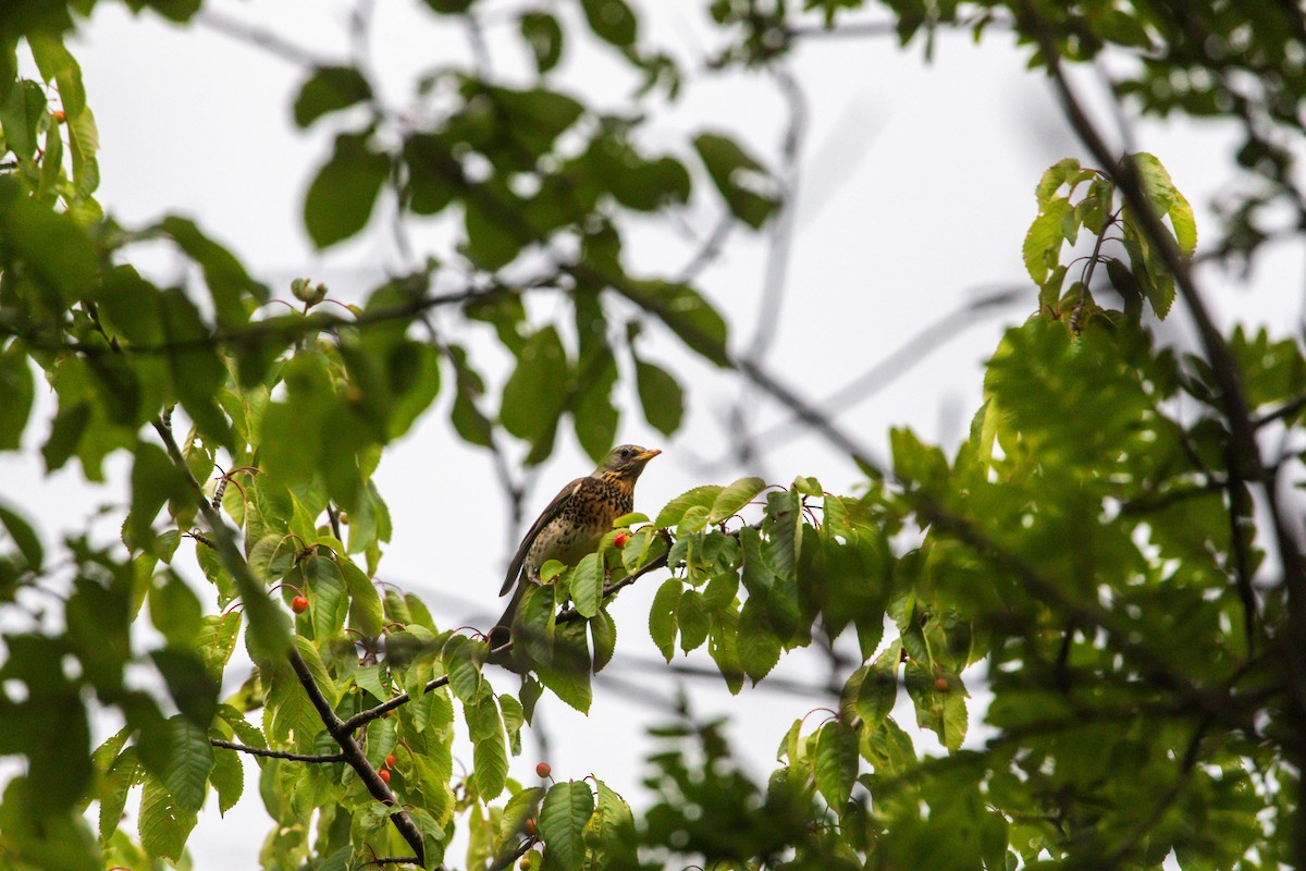 Fieldfare - ML638499350
