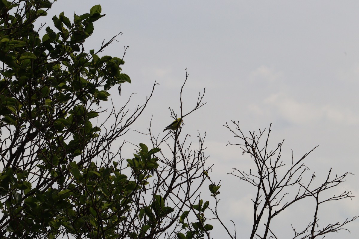 American Goldfinch - ML638499356