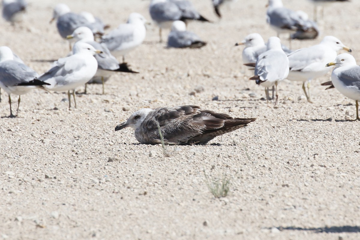 Lesser Black-backed Gull - ML638499357