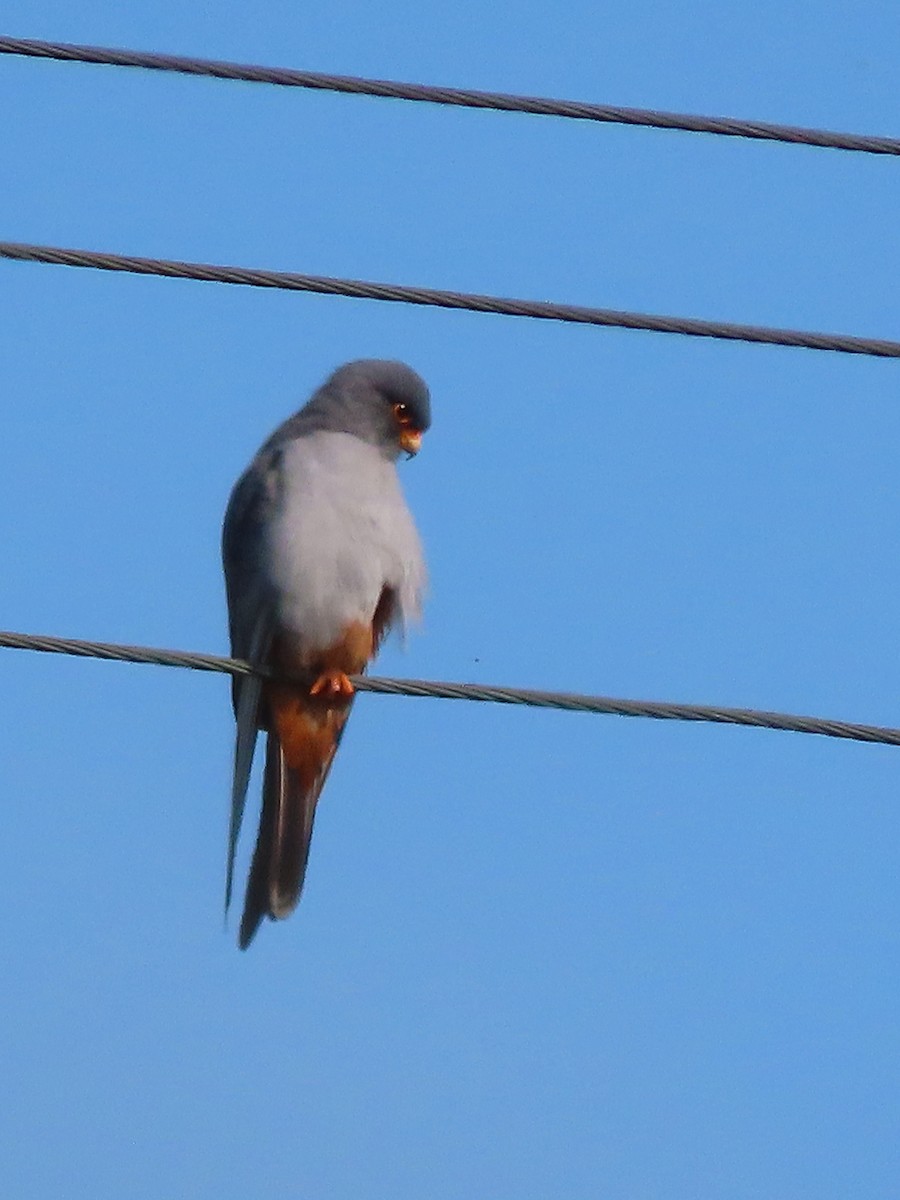 Red-footed Falcon - ML638499402