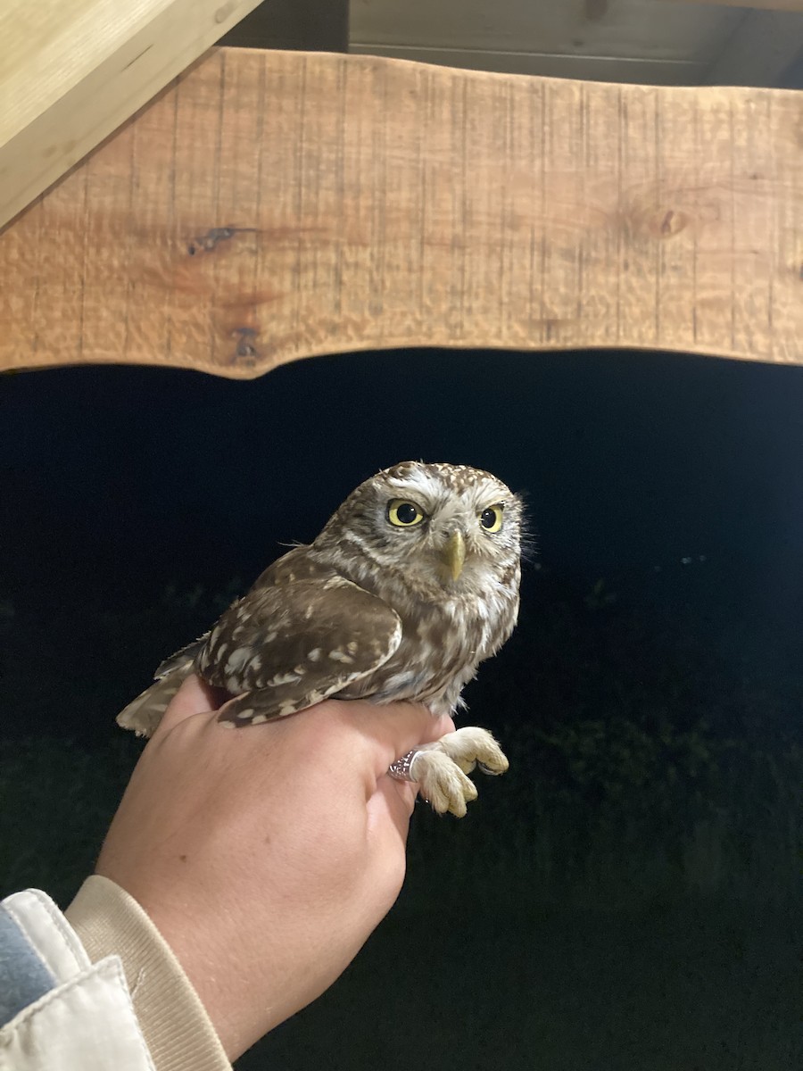 Little Owl - ML638499446