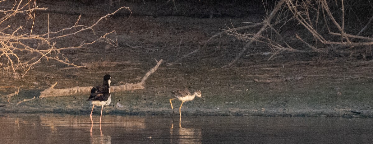 Black-necked Stilt (Black-necked) - ML638499448