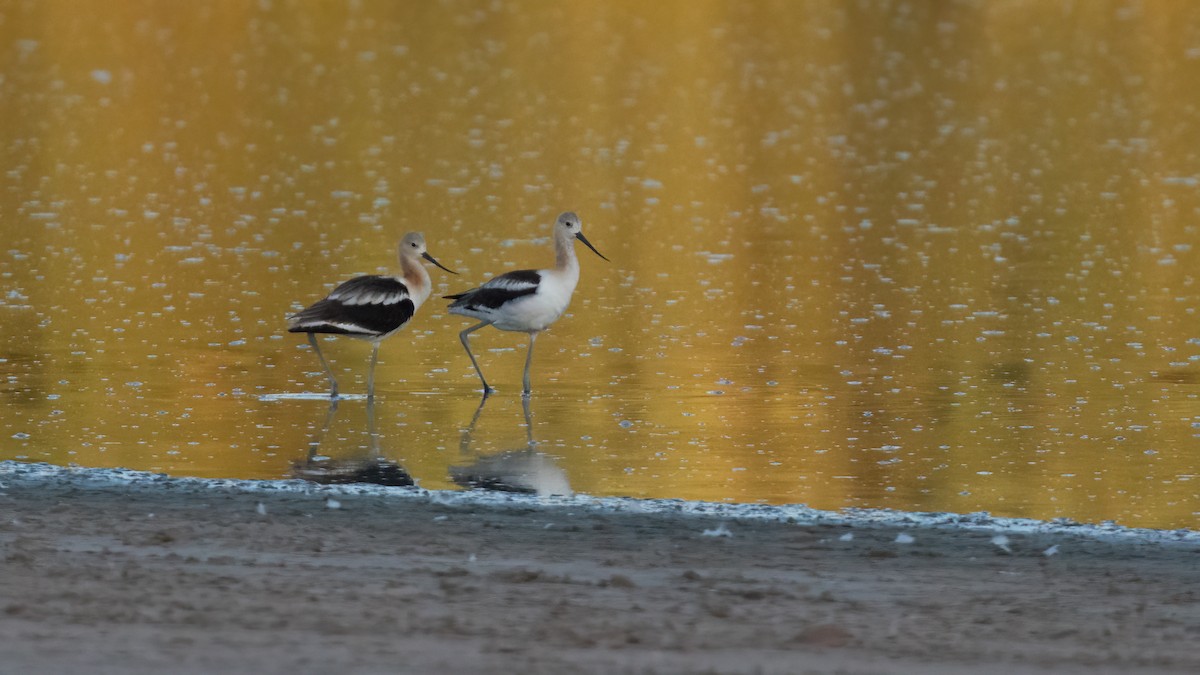 American Avocet - ML638499449
