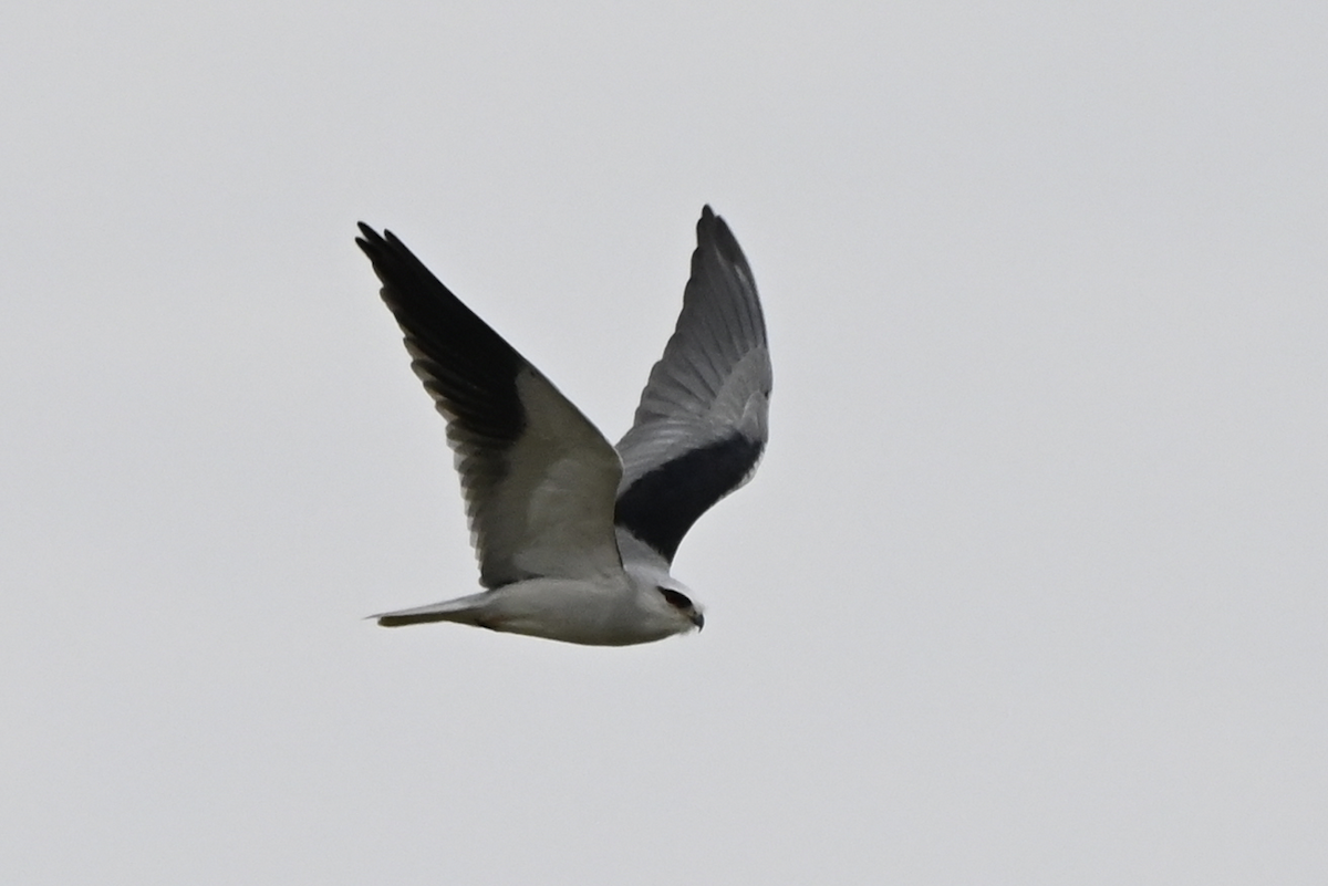 Black-winged Kite - ML638499462
