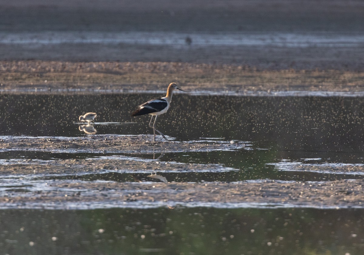 American Avocet - ML638499463