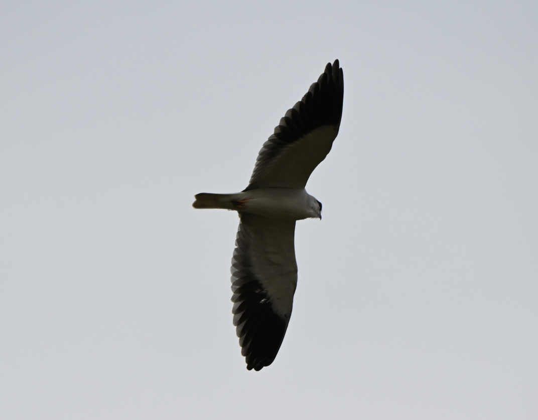 Black-winged Kite - ML638499492