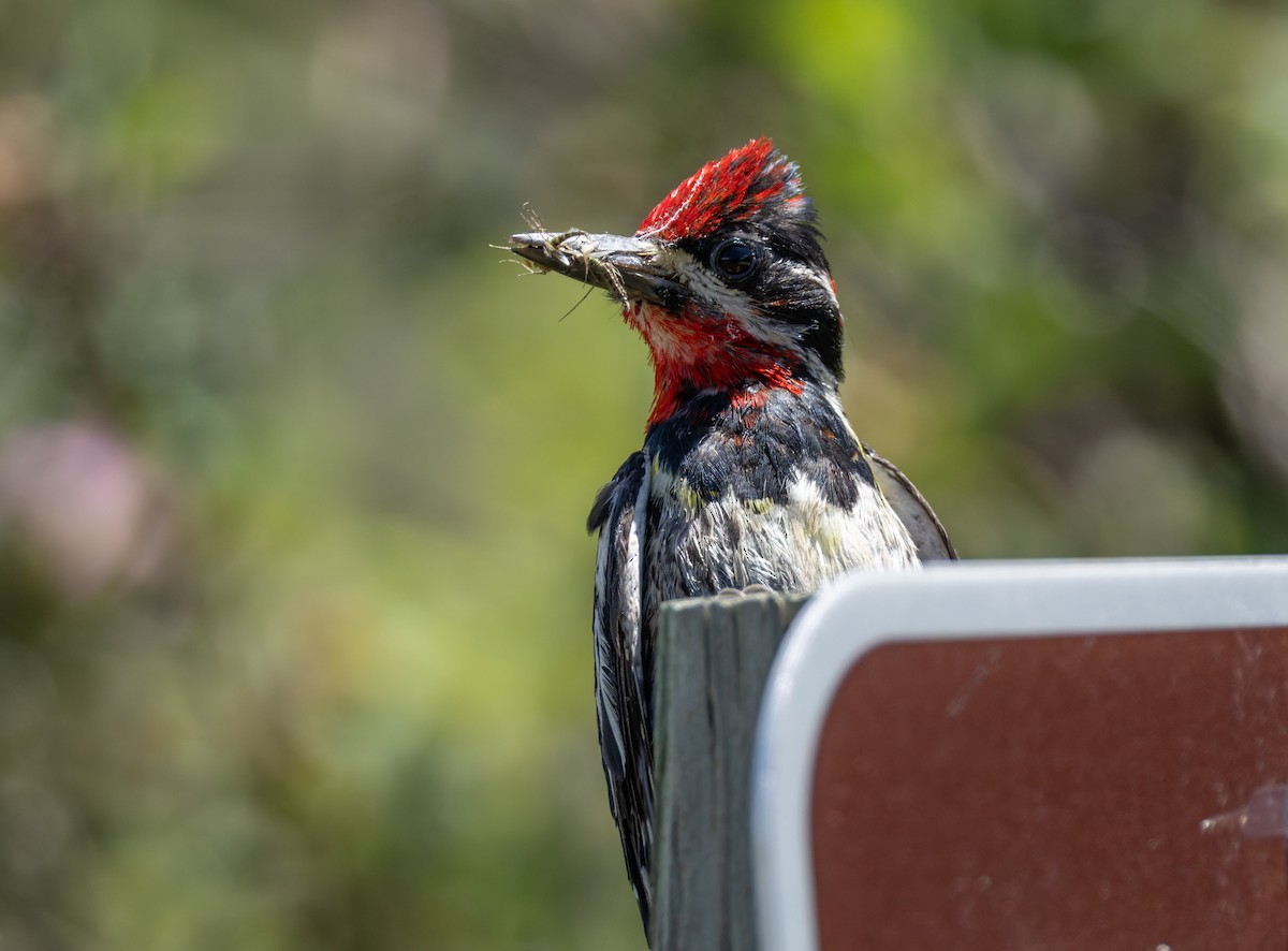 Red-naped Sapsucker - ML638499493
