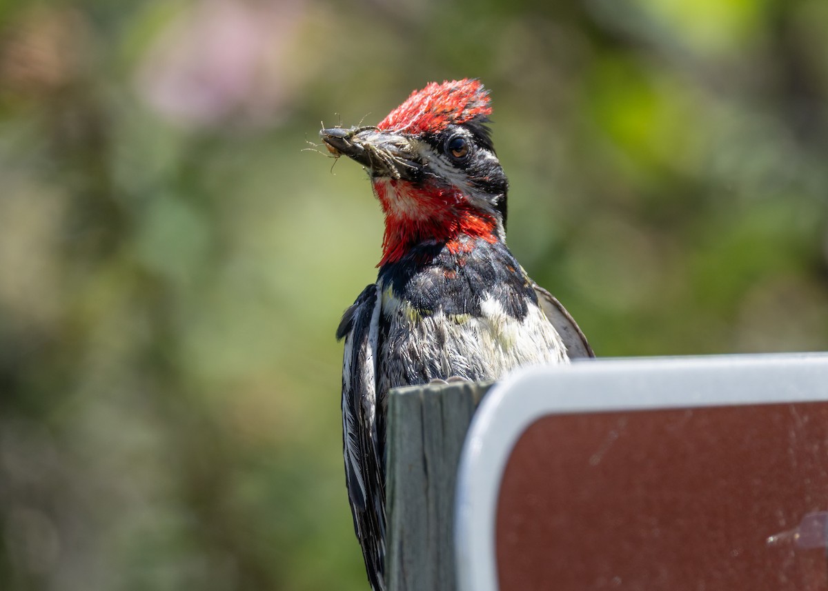 Red-naped Sapsucker - ML638499495