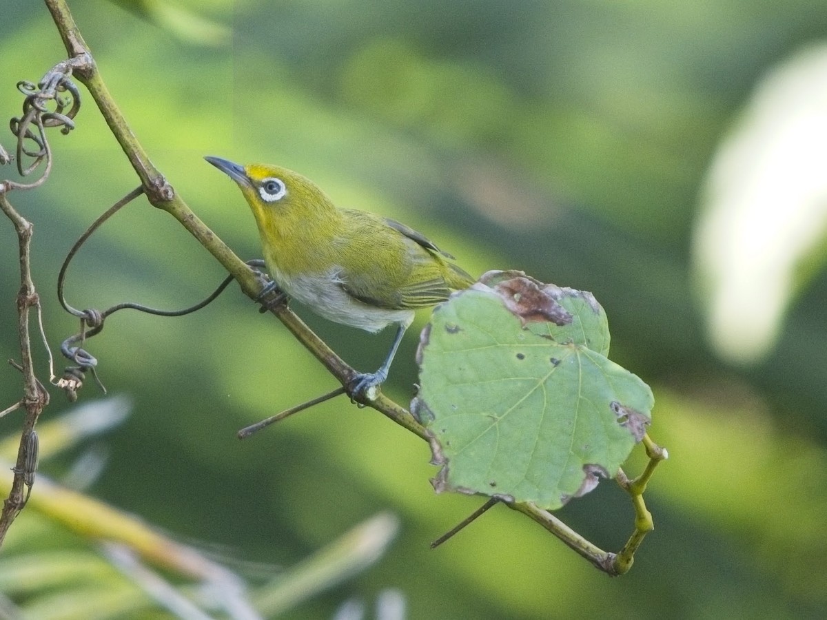 Lowland White-eye - ML638499496