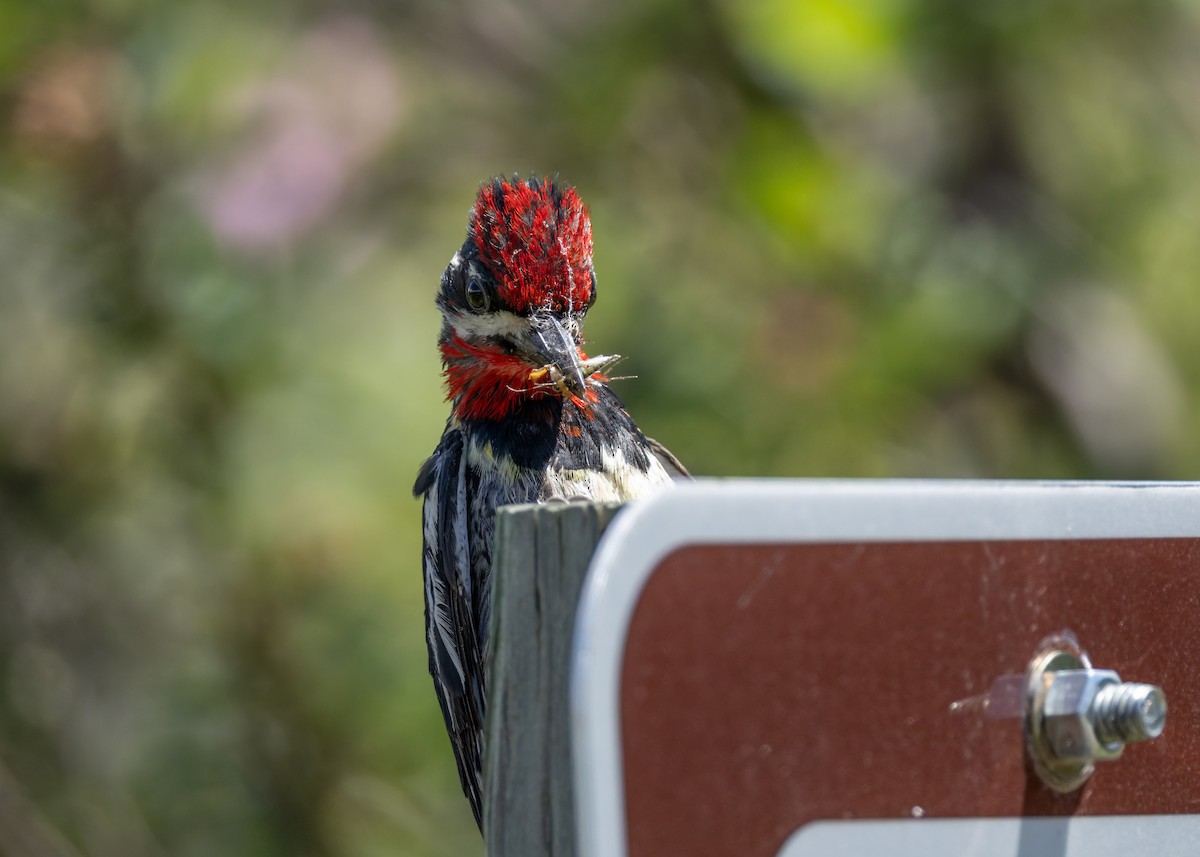 Red-naped Sapsucker - ML638499497
