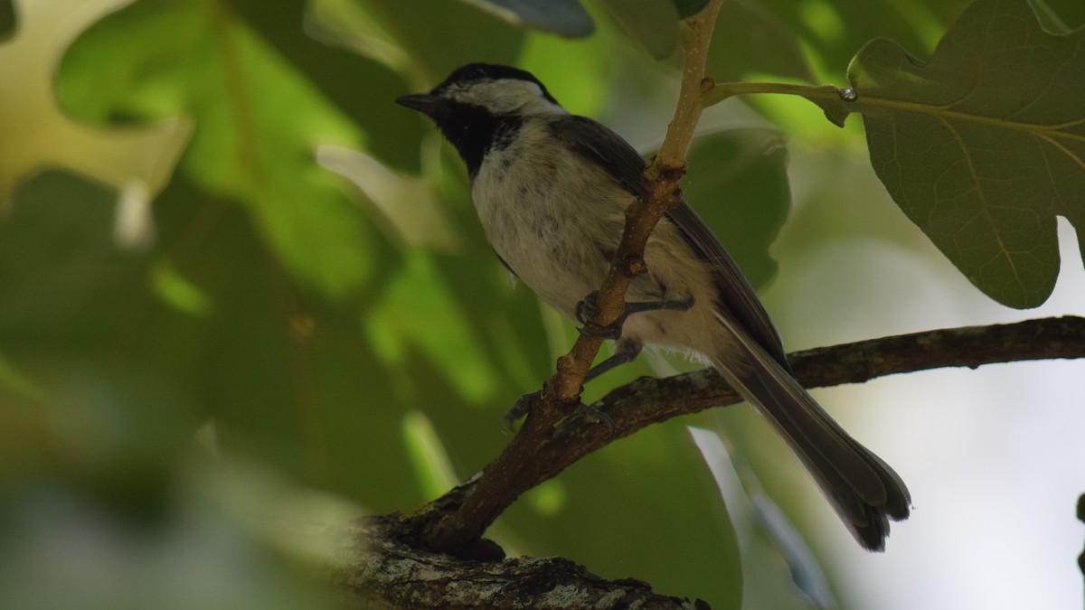 Carolina Chickadee - ML638499498