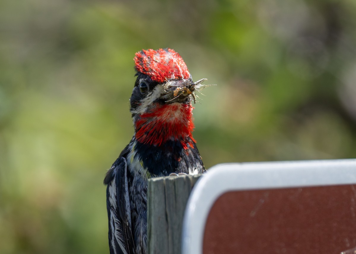 Red-naped Sapsucker - ML638499500