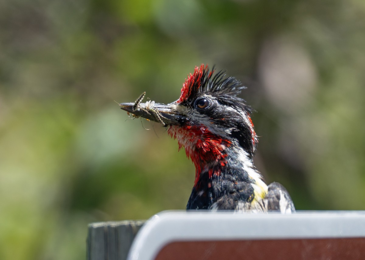 Red-naped Sapsucker - ML638499501