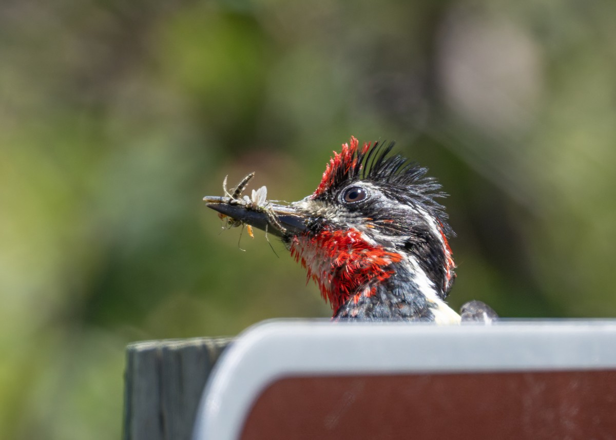 Red-naped Sapsucker - ML638499503