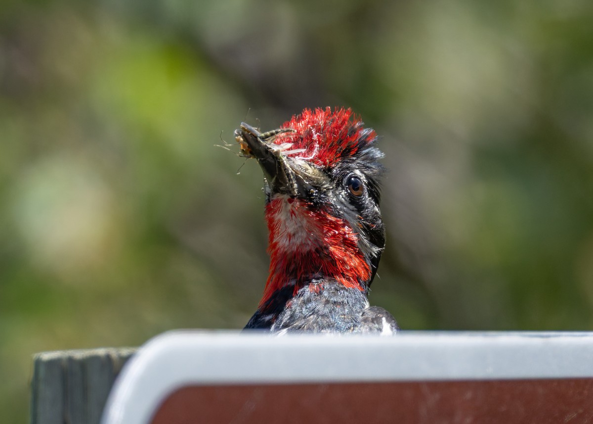Red-naped Sapsucker - ML638499504