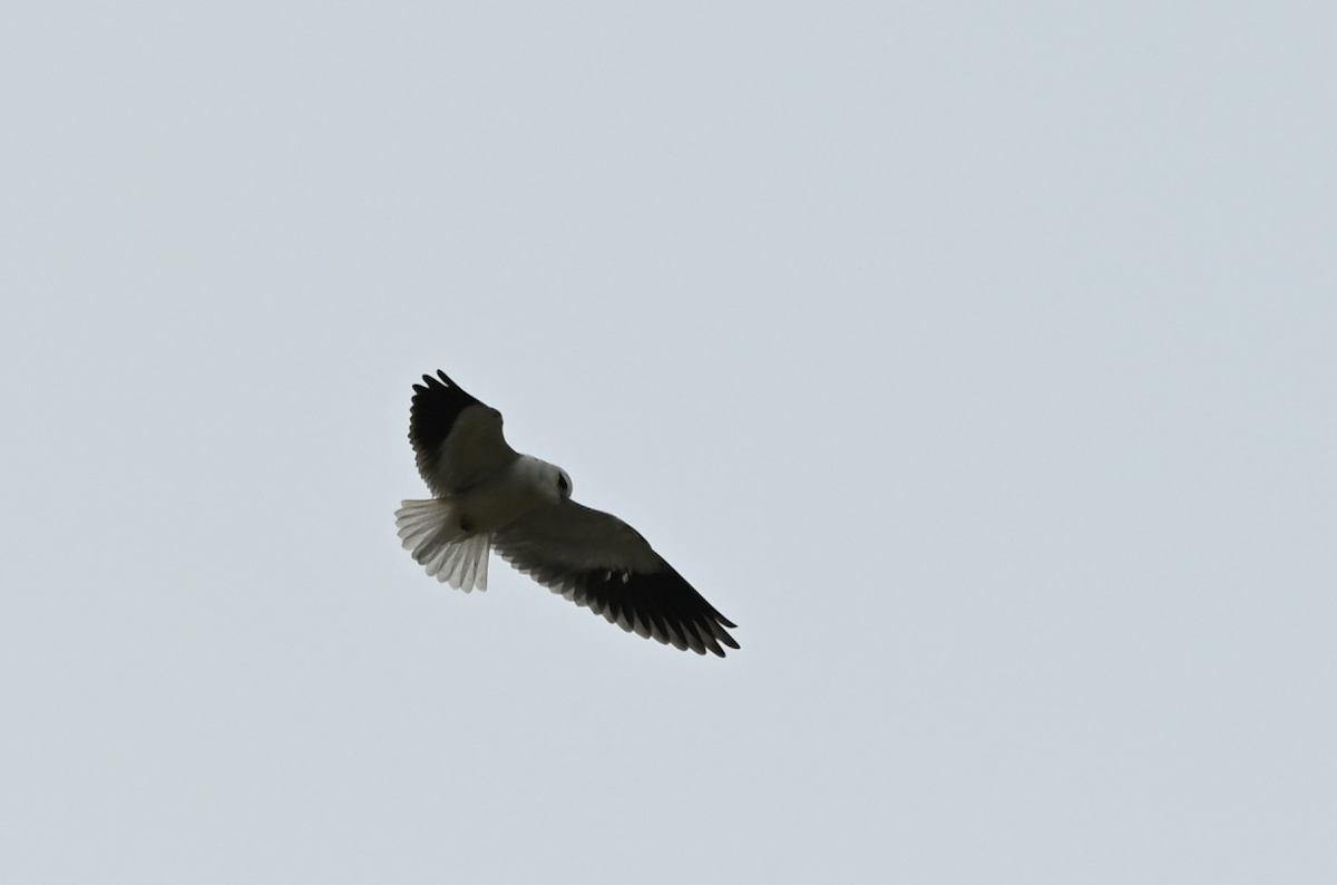 Black-winged Kite - ML638499534