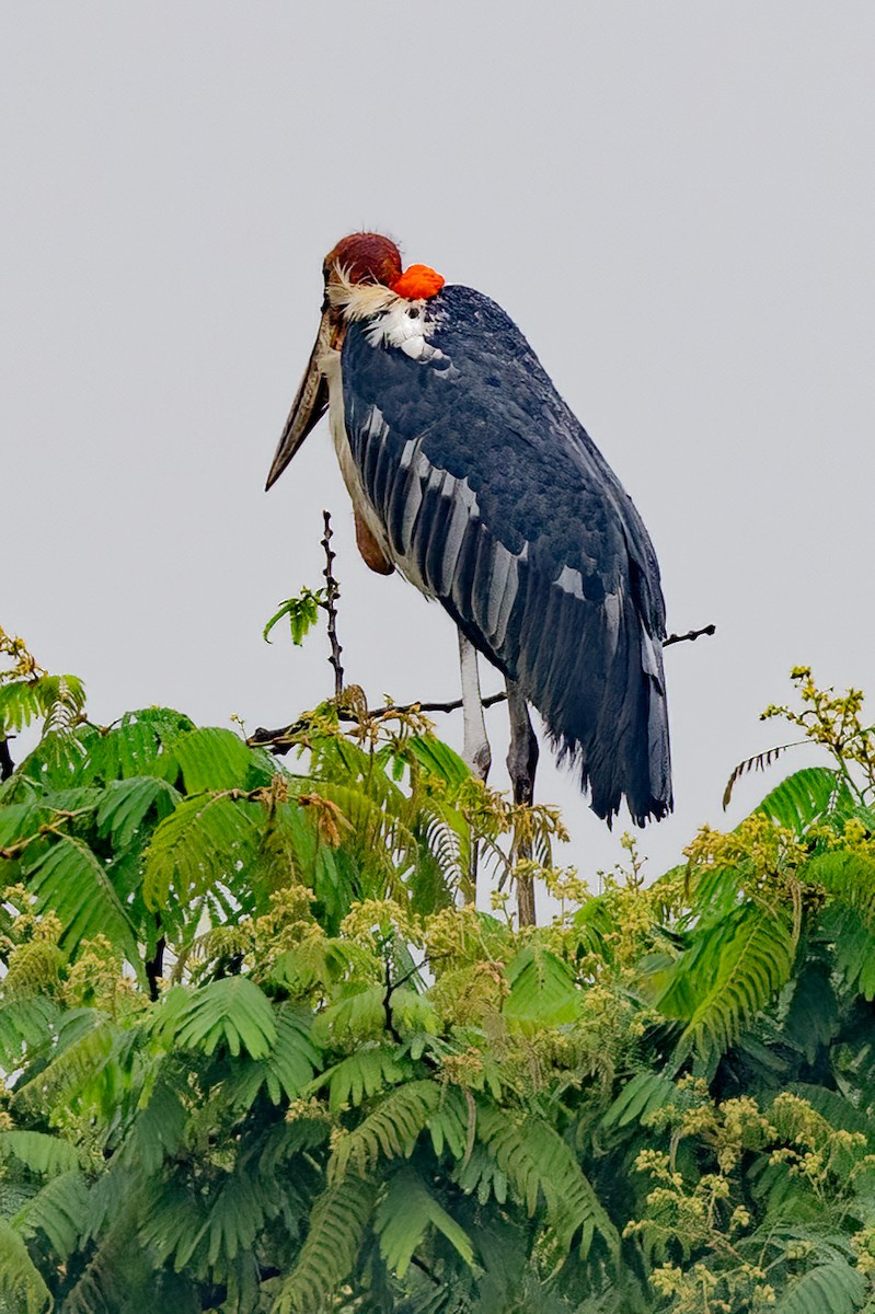 Greater Adjutant - ML638499537