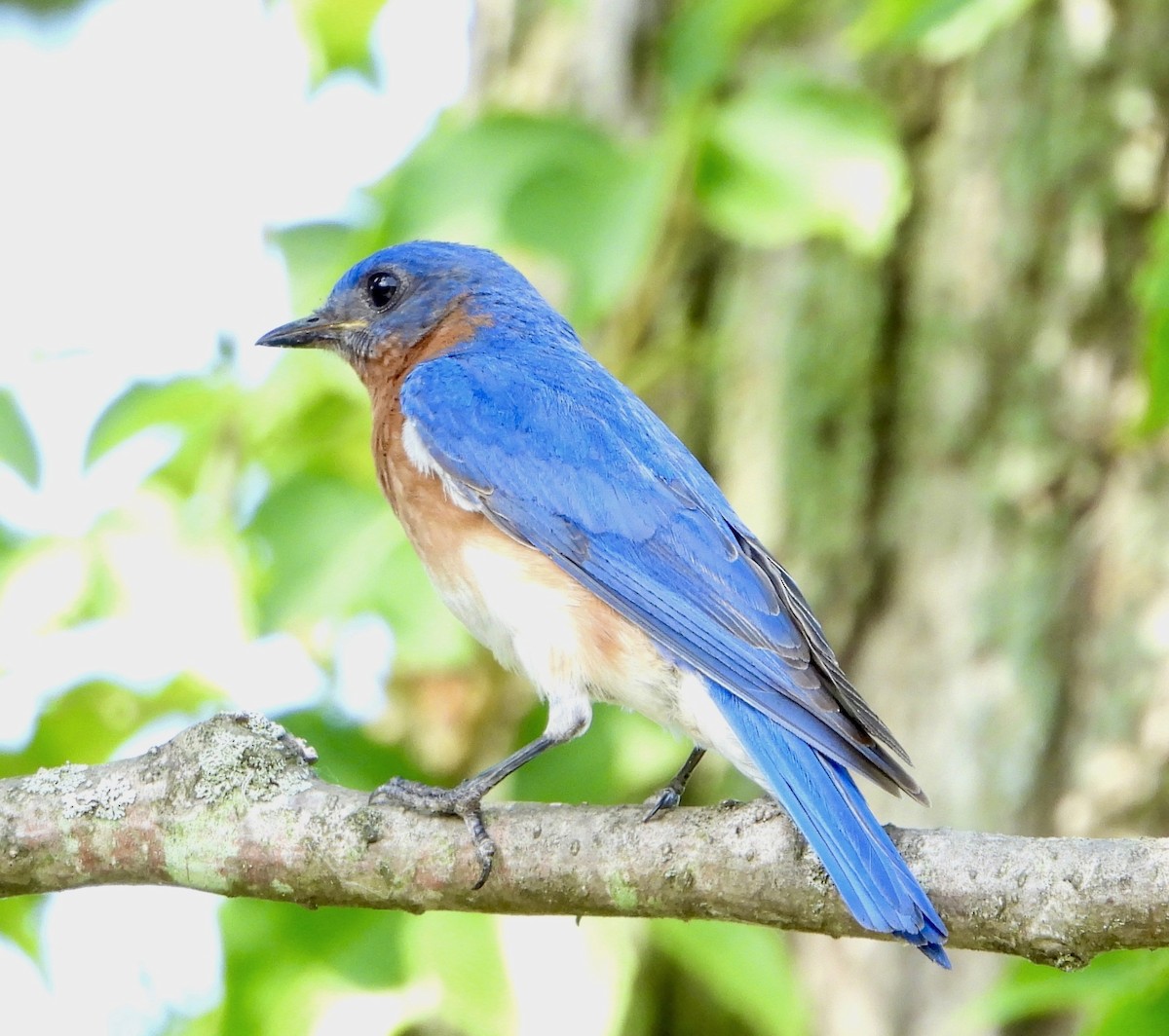 Eastern Bluebird - ML638499559