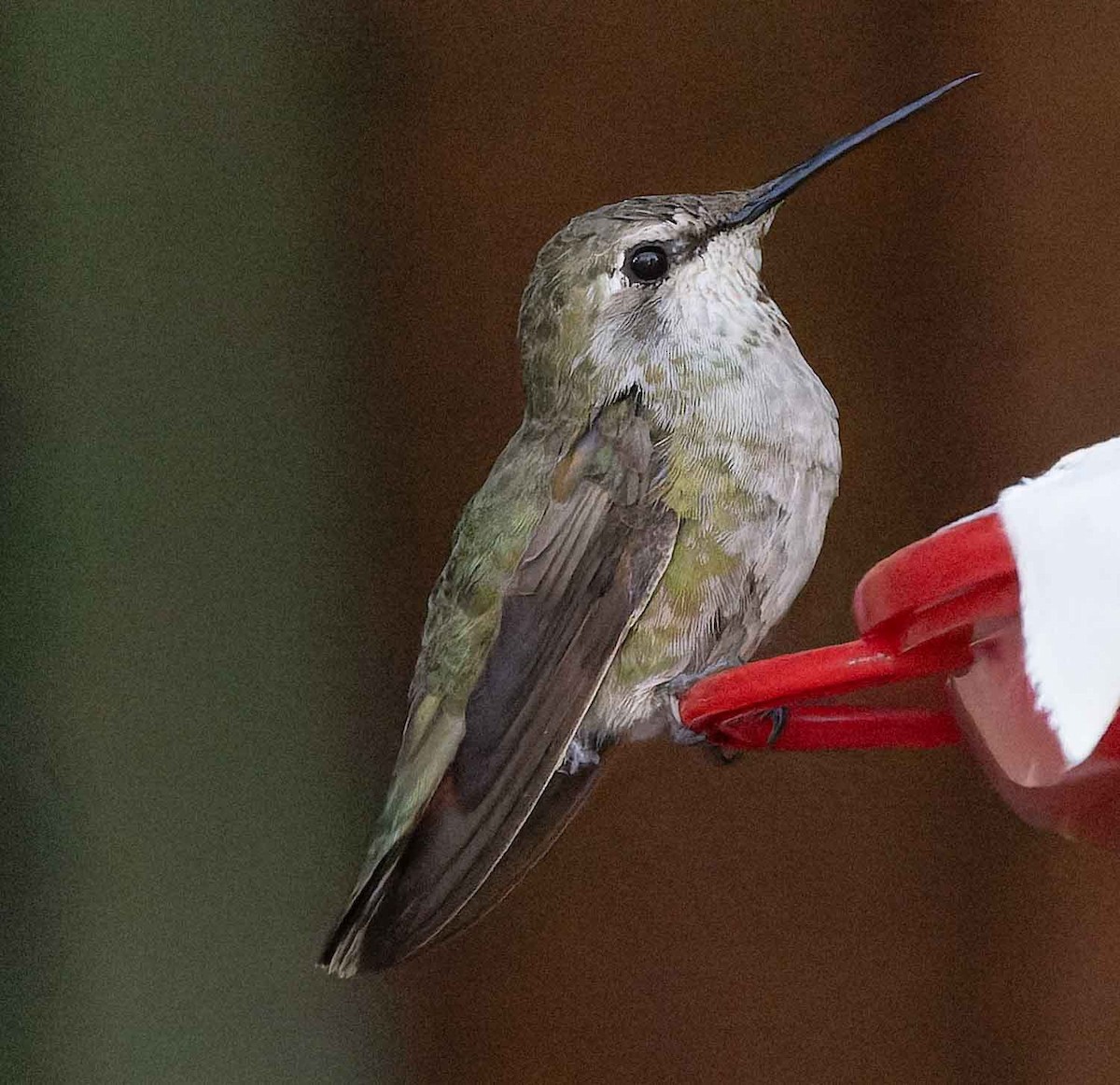 Costa's Hummingbird - ML638499573