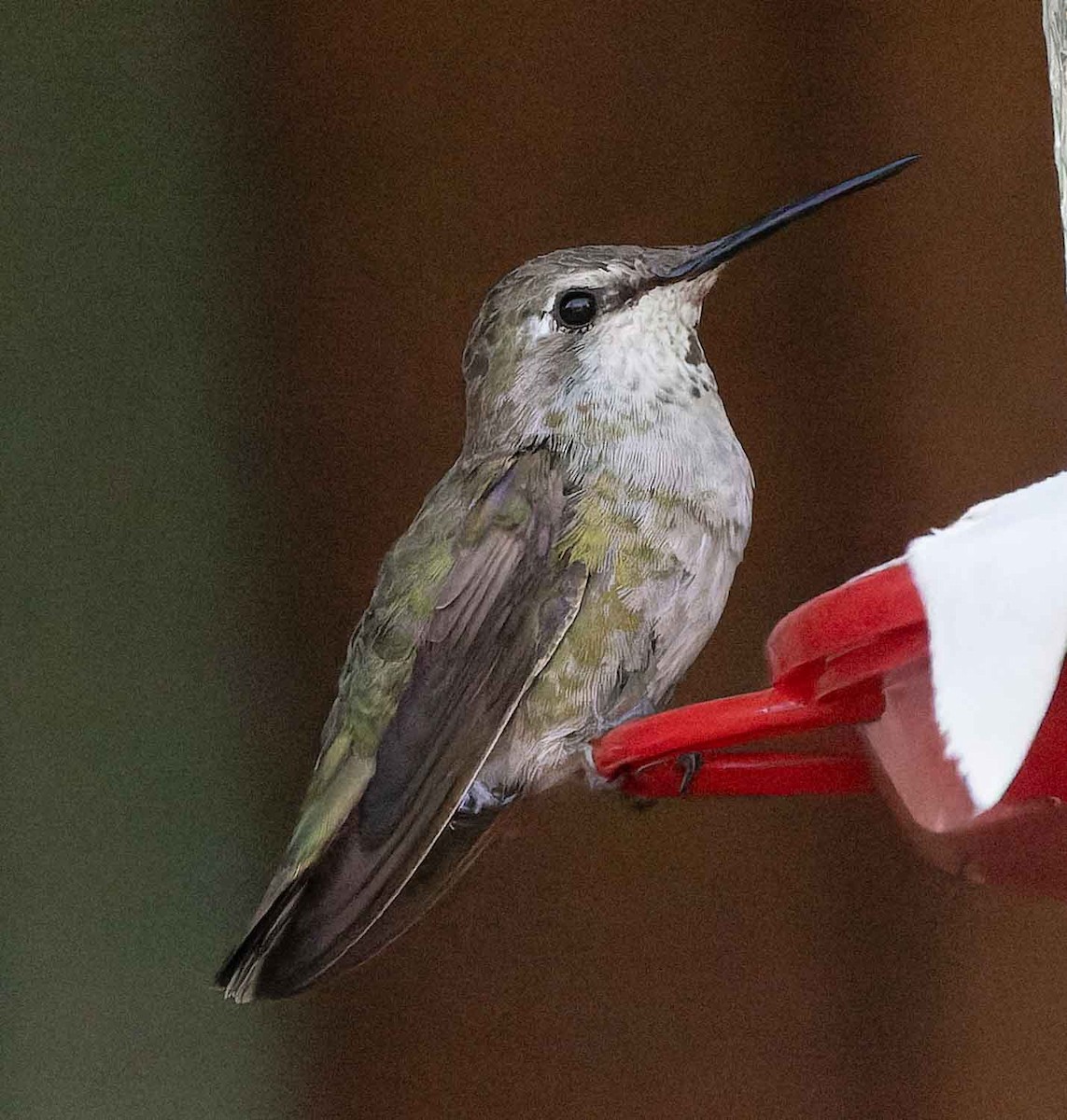 Costa's Hummingbird - ML638499574