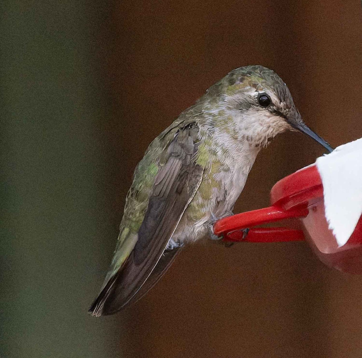 Costa's Hummingbird - ML638499575