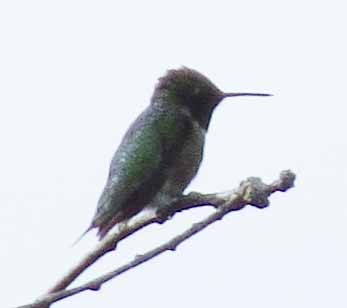 Ruby-throated Hummingbird - ML638499599