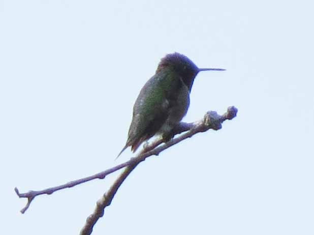 Ruby-throated Hummingbird - ML638499600