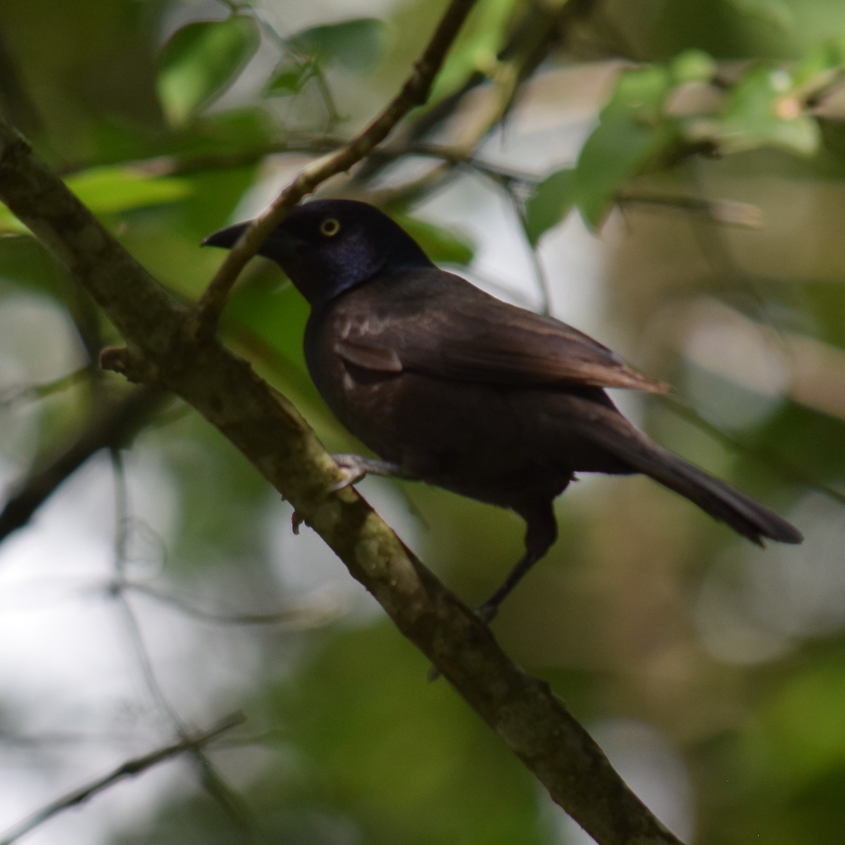 Common Grackle - ML638499601