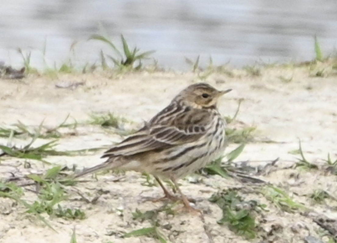 Red-throated Pipit - ML638499636