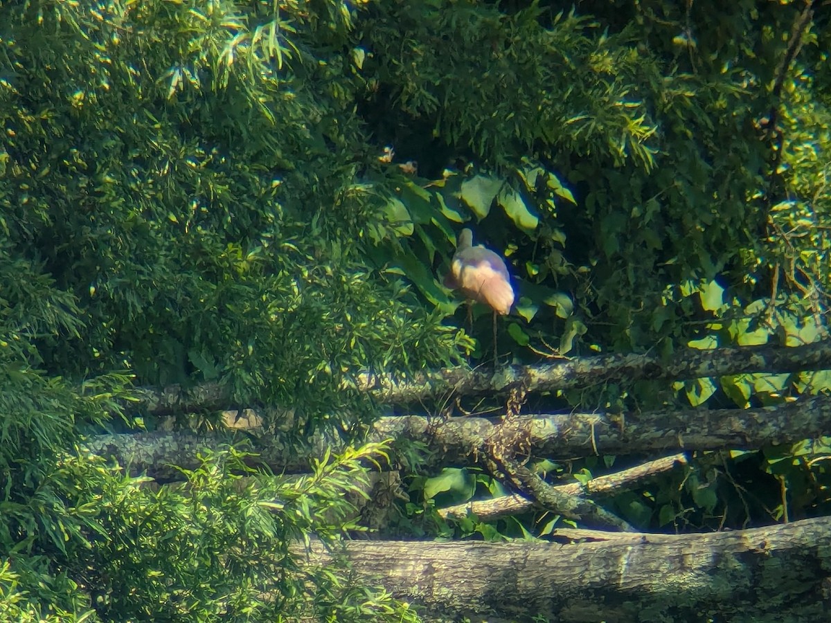 Roseate Spoonbill - ML638499639