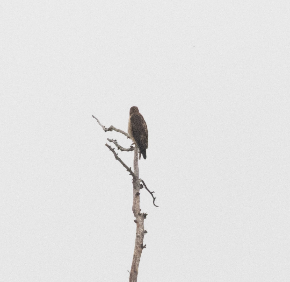 Red-tailed Hawk - ML638499640