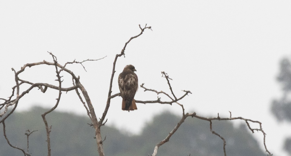 Red-tailed Hawk - ML638499649